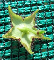 Stapelia paniculata subsp scitula 3bis